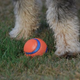 Illustration for article titled Shooting Challenge Pets Gallery 6